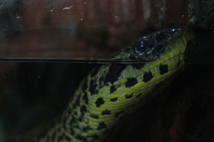 Suraloka Interactive Zoo - Yellow anaconda (Eunectes notaeus)