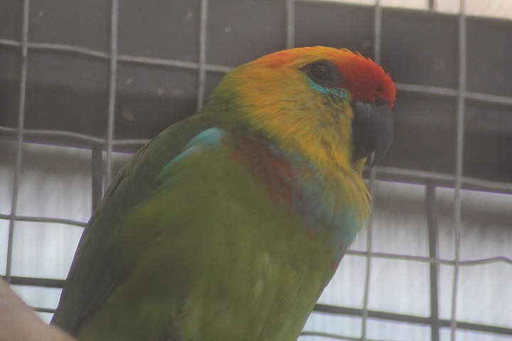 Suraloka Interactive Zoo - Yellow-faced fig parrot (Psittaculirostris desmarestii occidentalis)