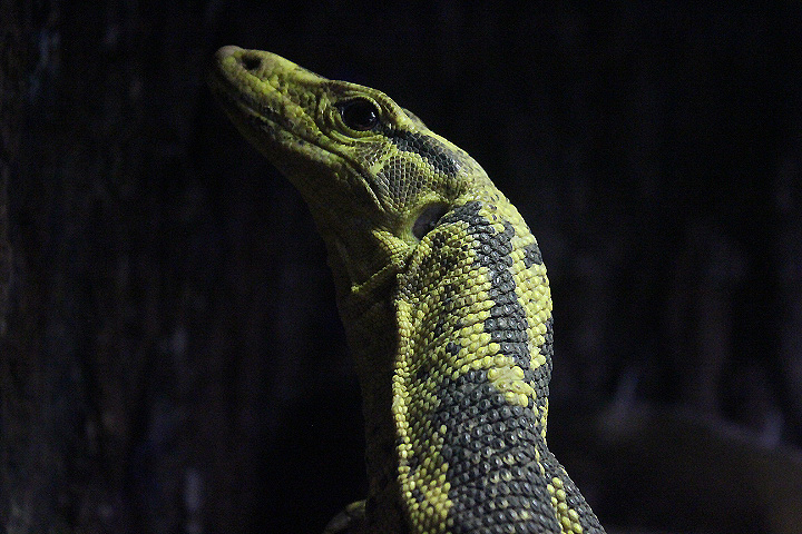 Suraloka Interactive Zoo - Yellow-headed water monitor (Varanus cumingi)