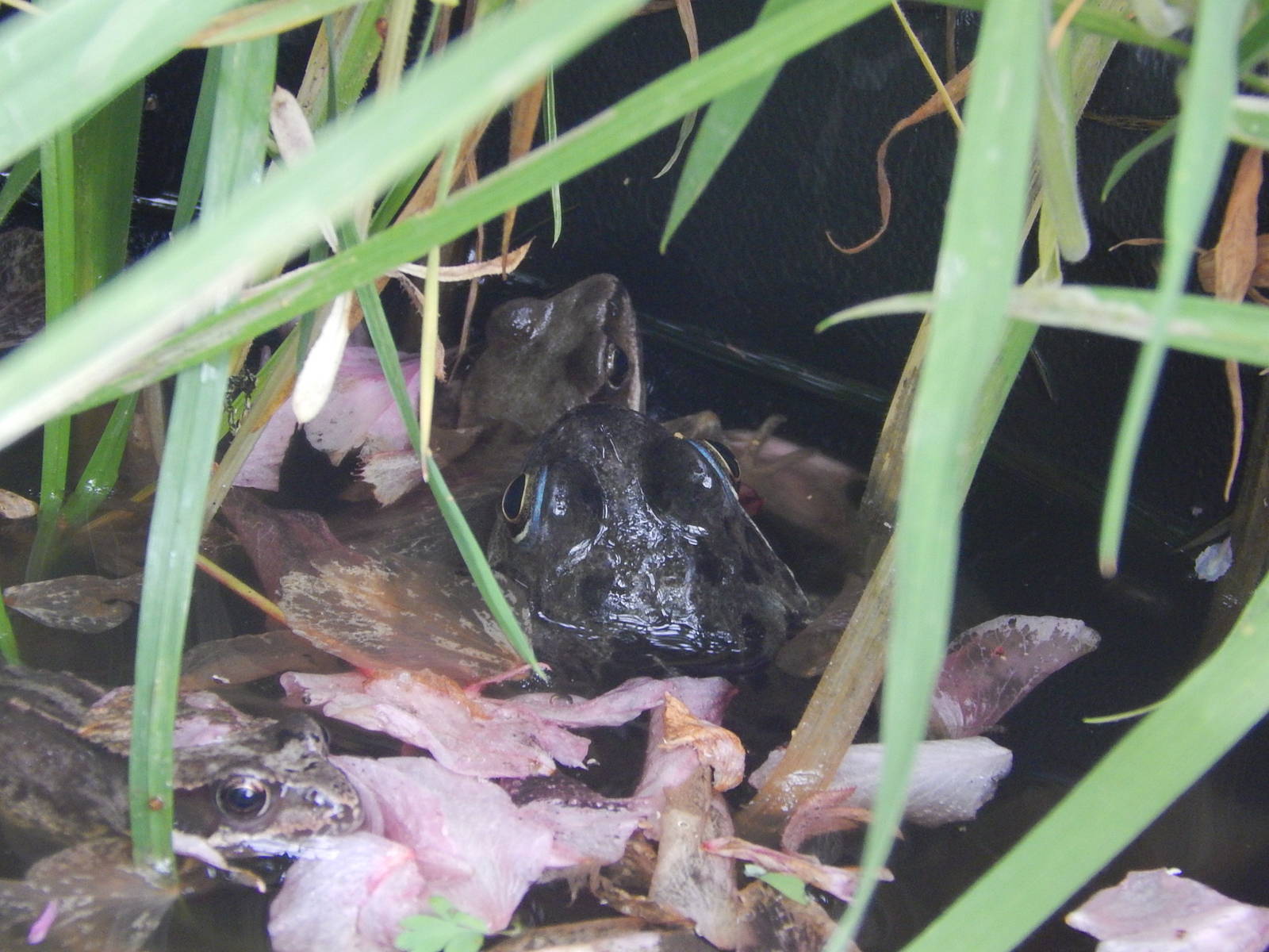 Surely just a common frog?