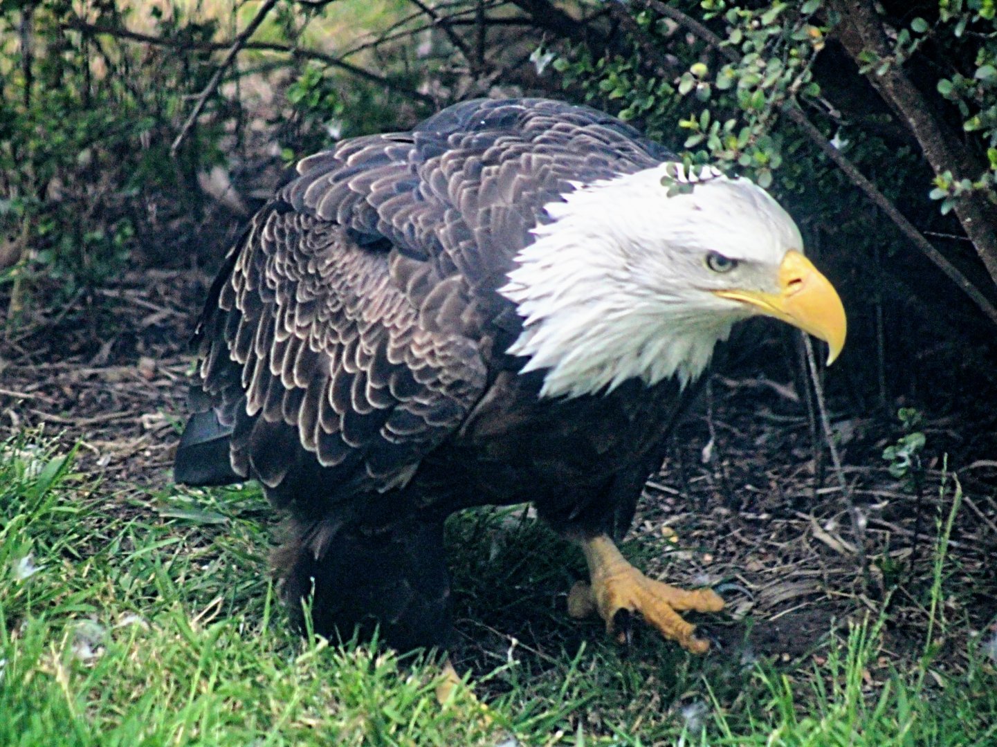 Sureshot the Bald Eagle (Rest in Peace) [05/25/2022]