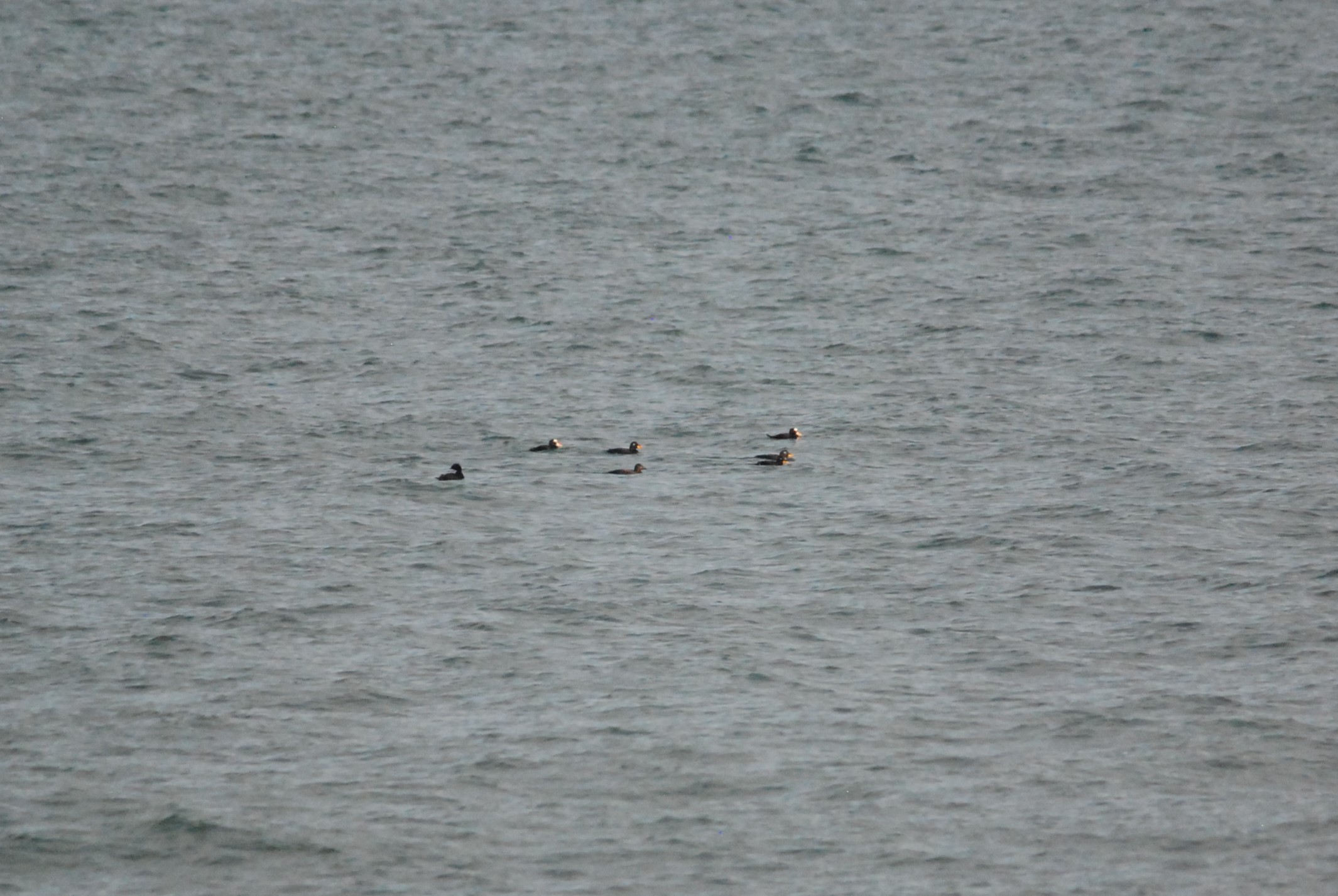 Surf and Velvet Scoters, Llanddulas Beach, Conwy, 16th February 2023