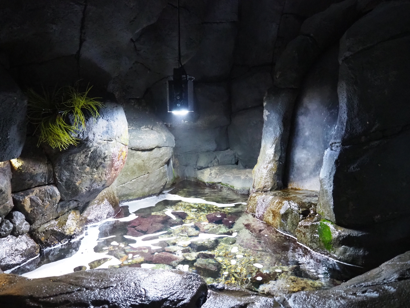 Surf aquarium (Nov 10th, 2018)