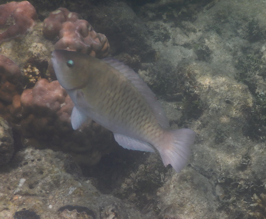 Surf Parrotfish (Scarus rivulatus)