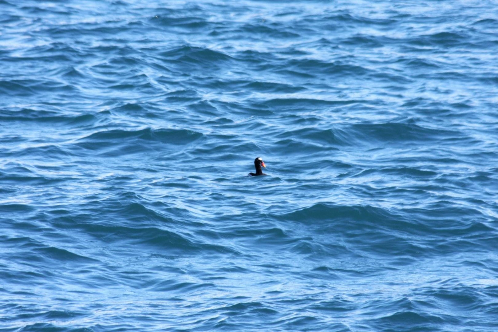 Surf Scooter - Alaska