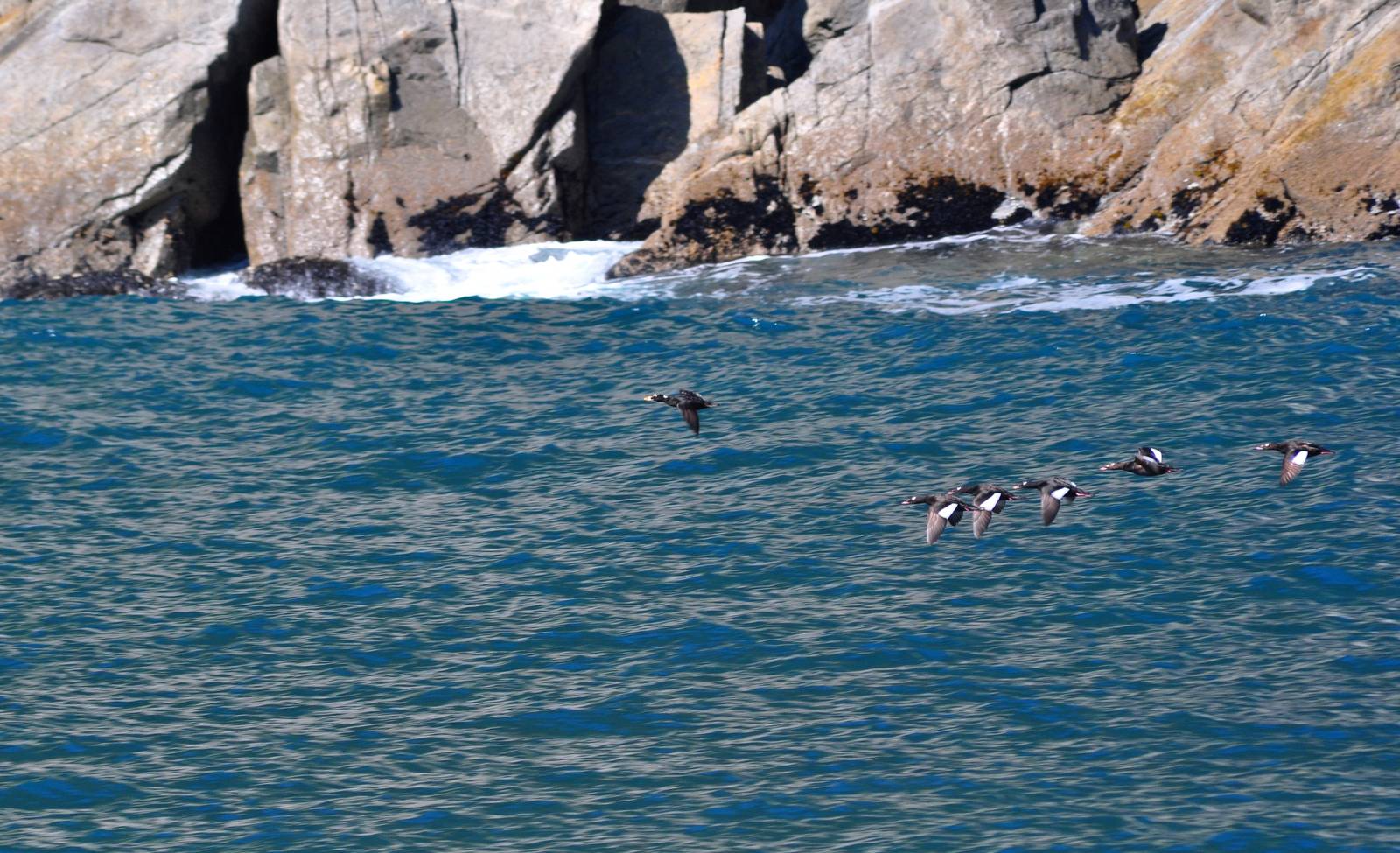 Surf Scooter and White-winged Scooters - Alaska