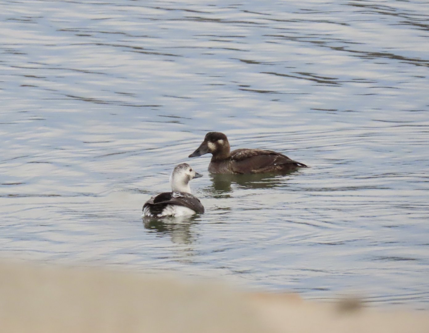 Surf Scoter and Long-tailed Duck
