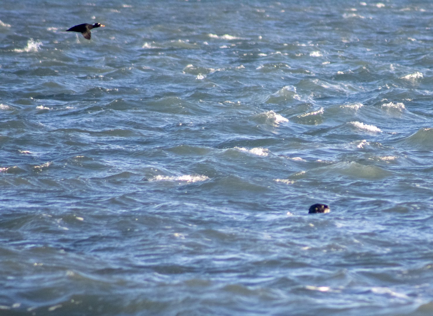 Surf Scoter and Sea Otter