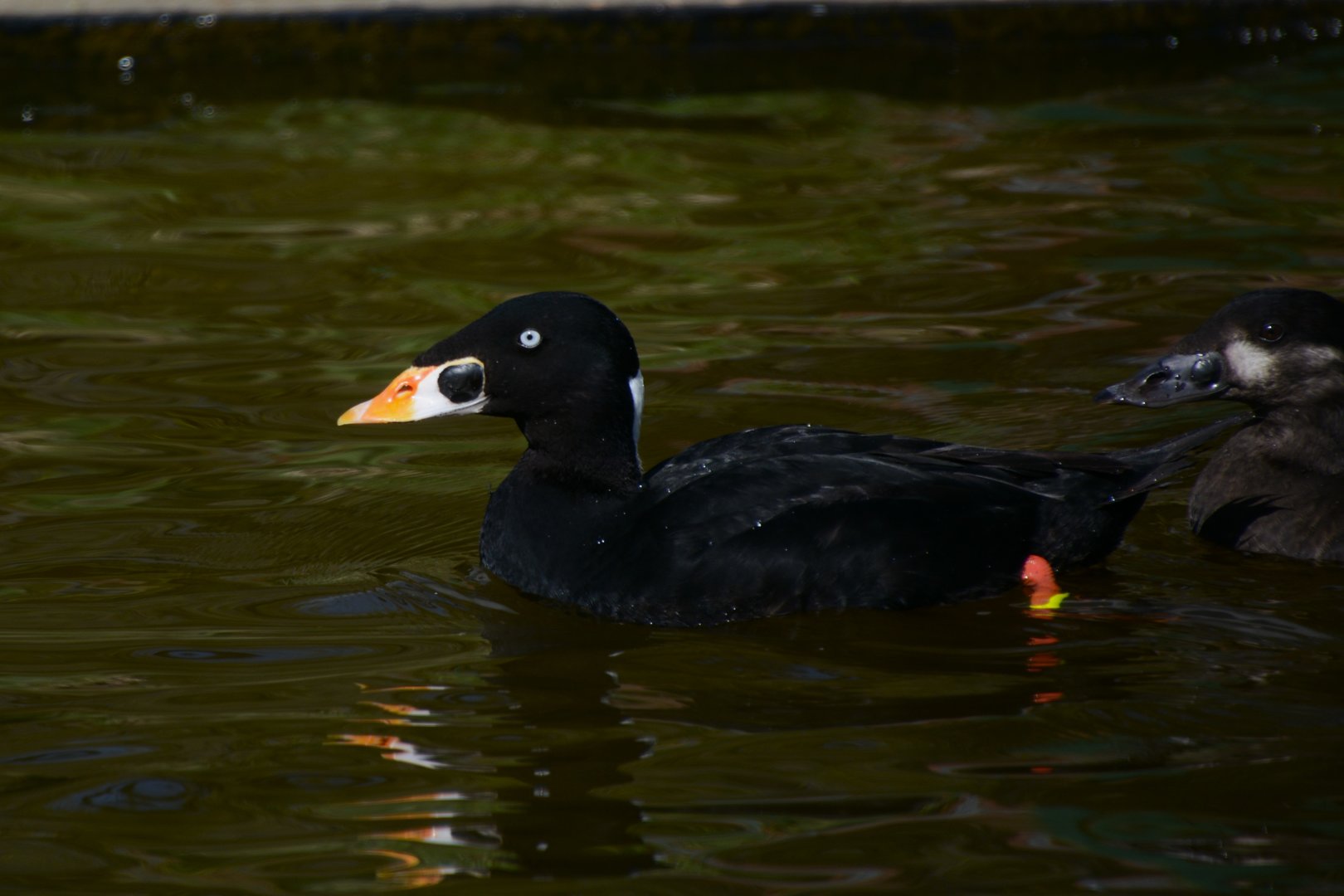 Surf scoter (Melanitta perspicillata)