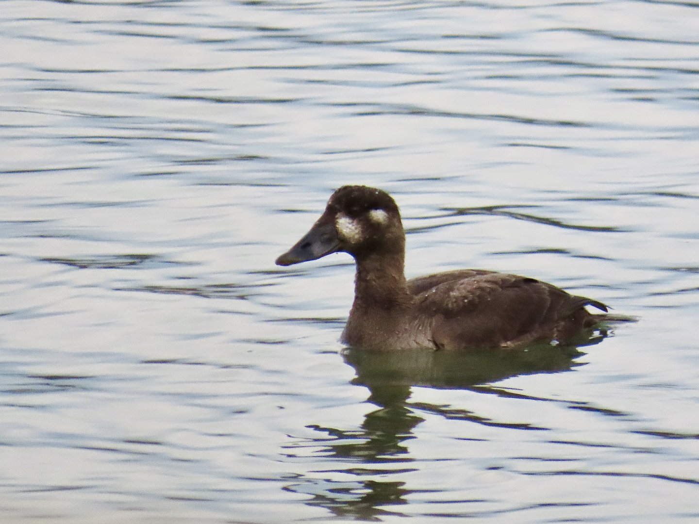 Surf Scoter (Melanitta perspicillata)