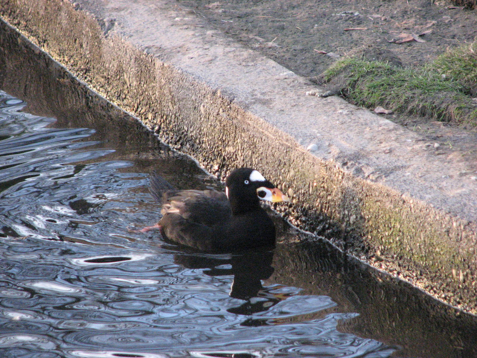 Surf Scoter