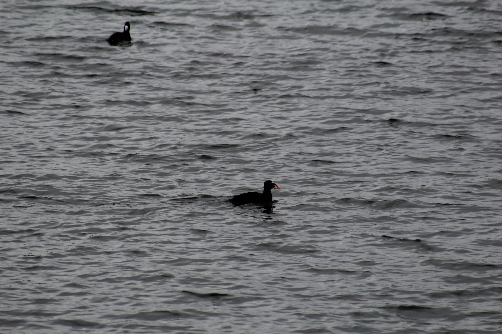 Surf Scoter