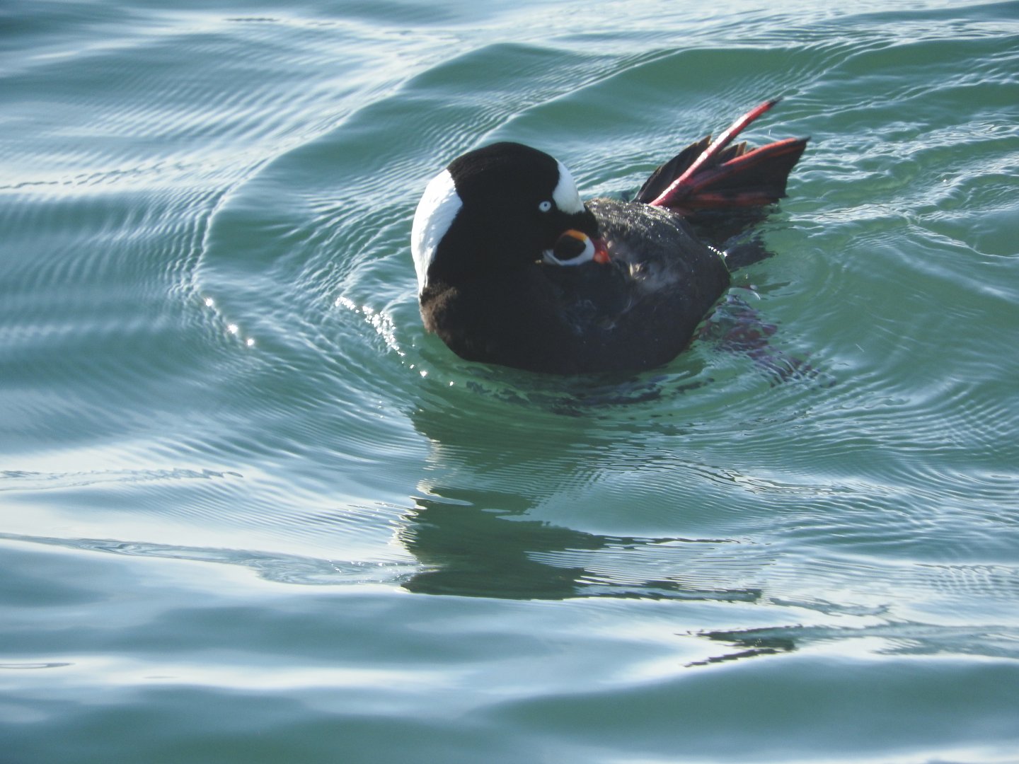 Surf Scoter