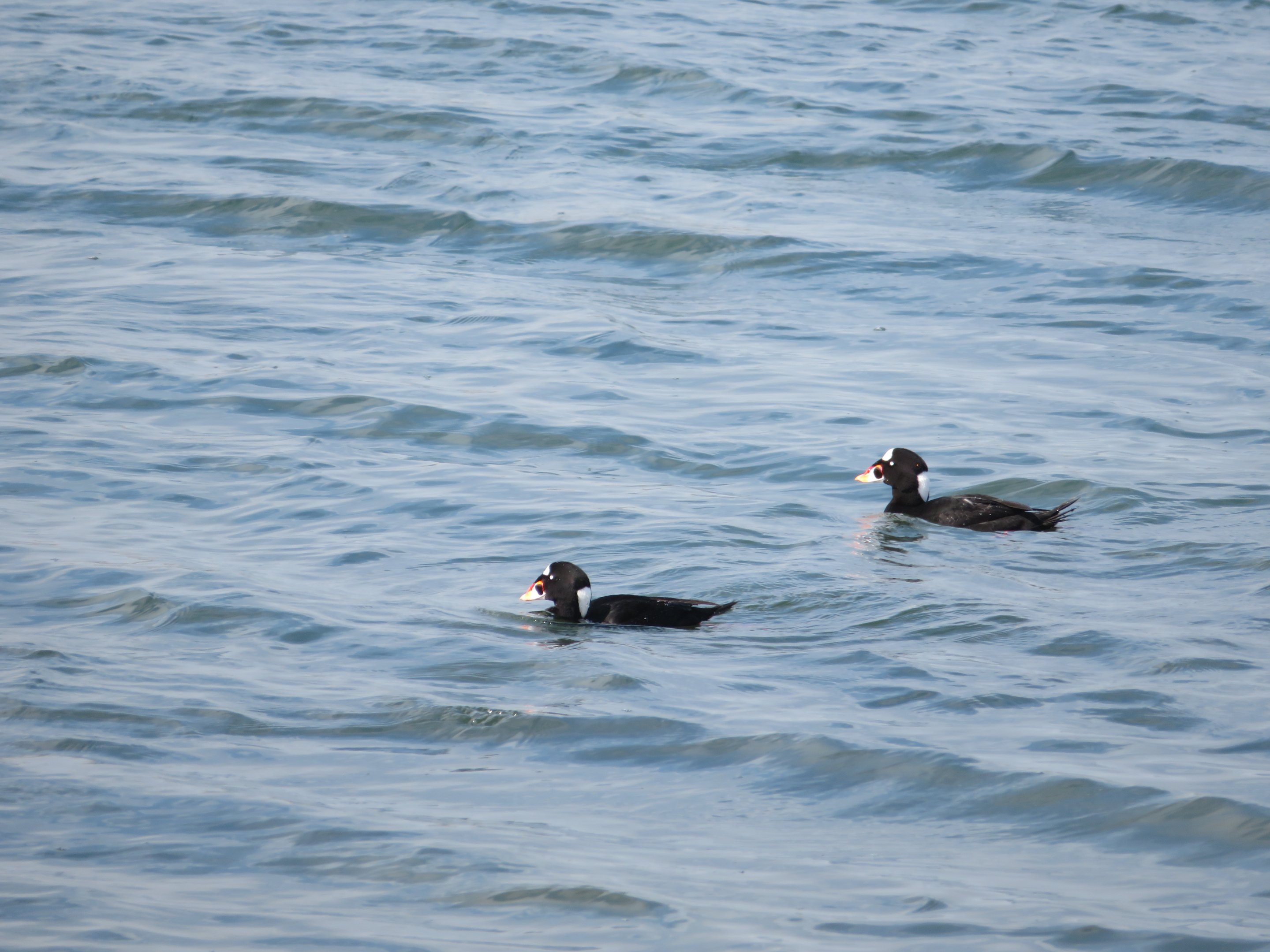 Surf Scoters