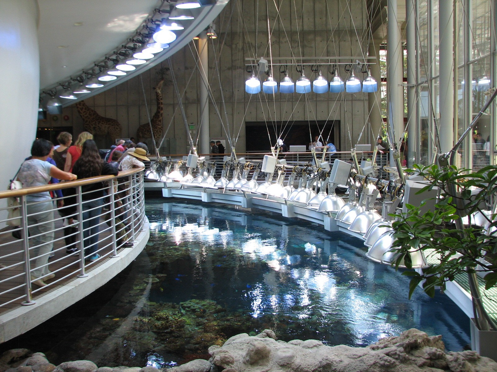 Surface of Philippine Coral Reef