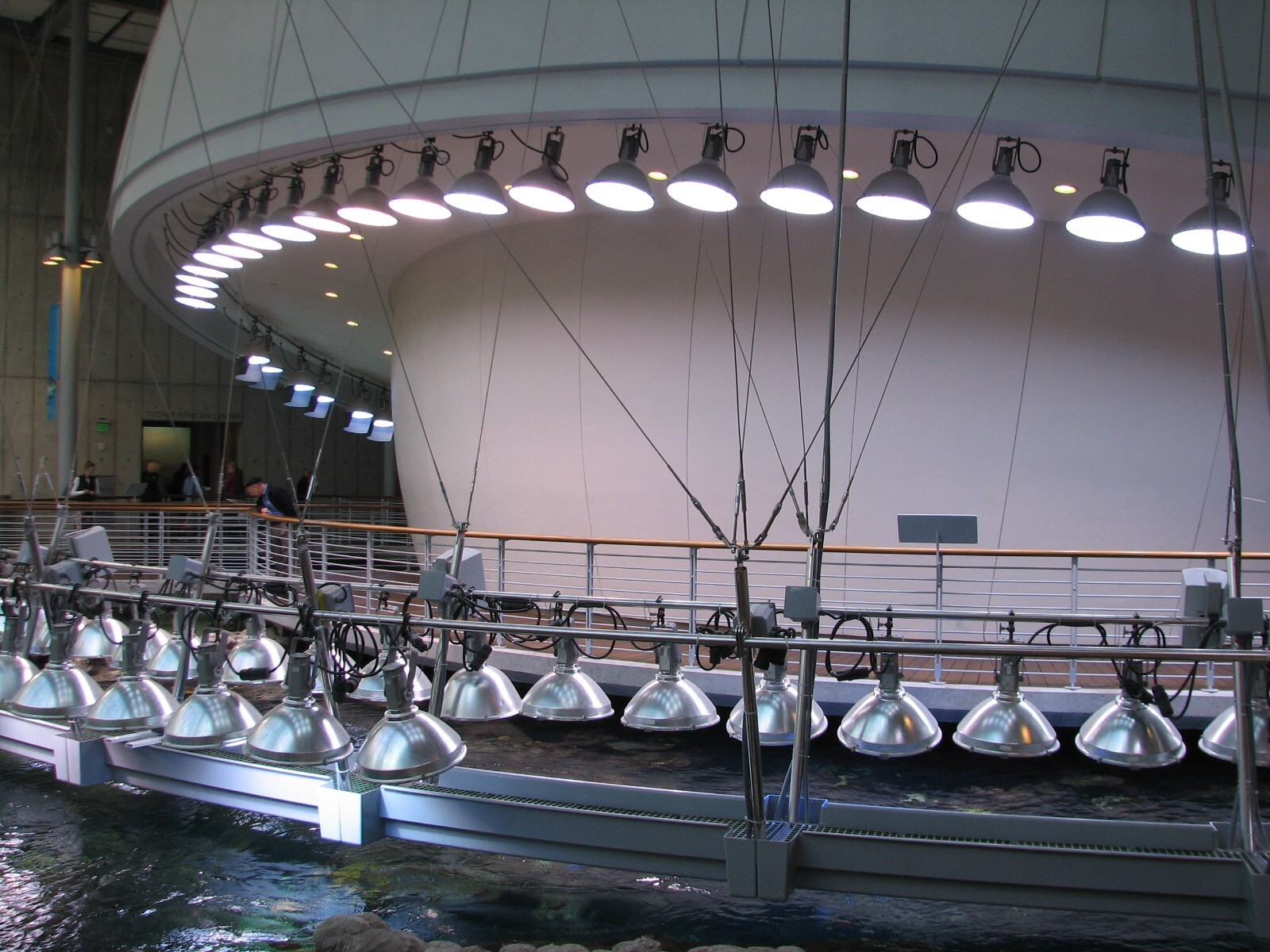 Surface of Philippine Coral Reef