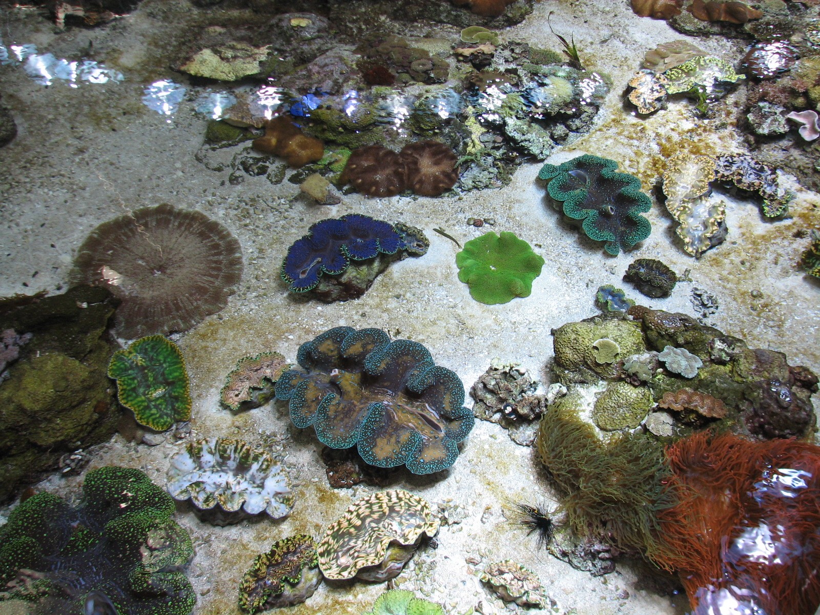 Surface View of Philippine Coral Reef - Giant Clams