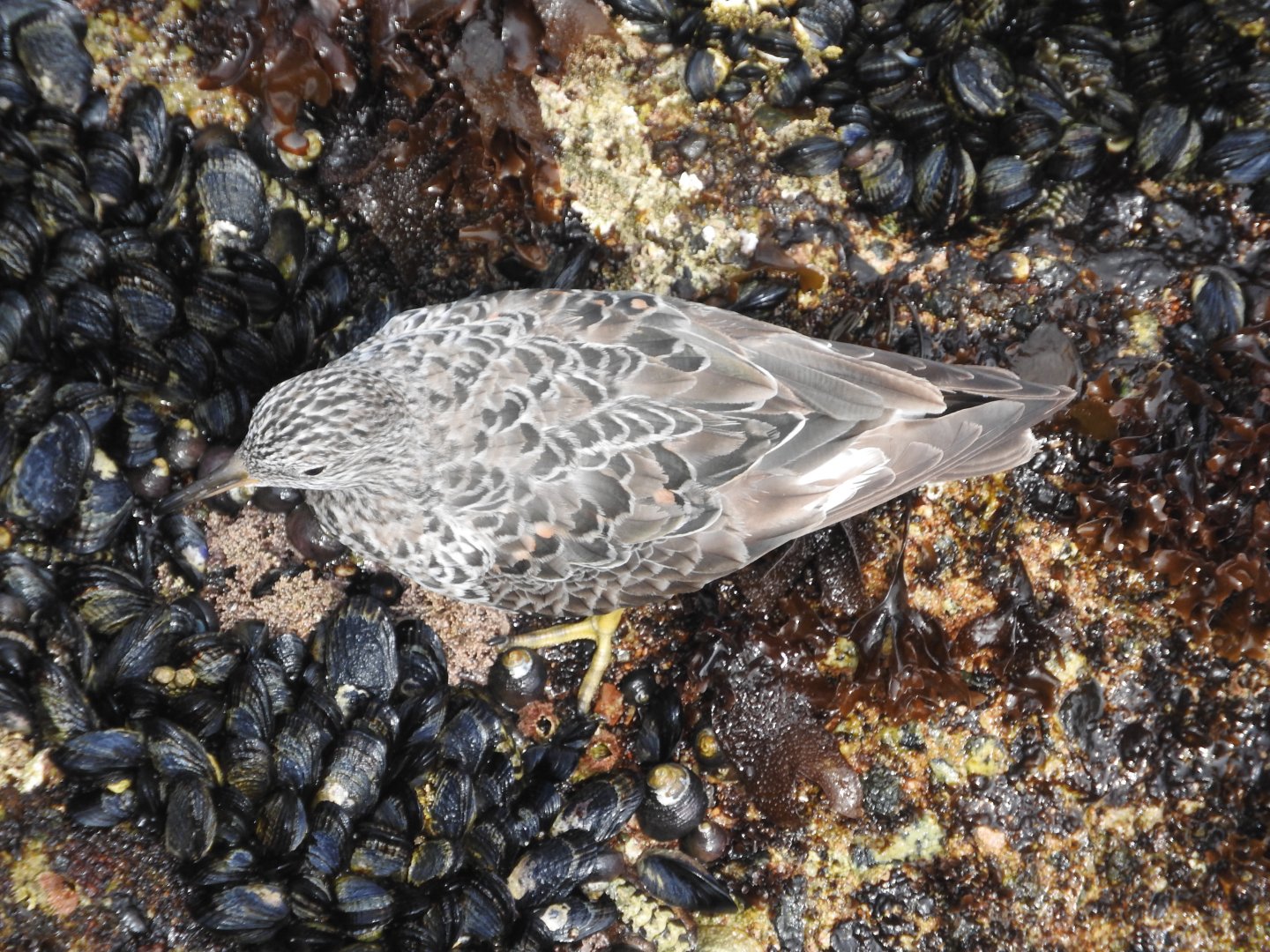 Surfbird