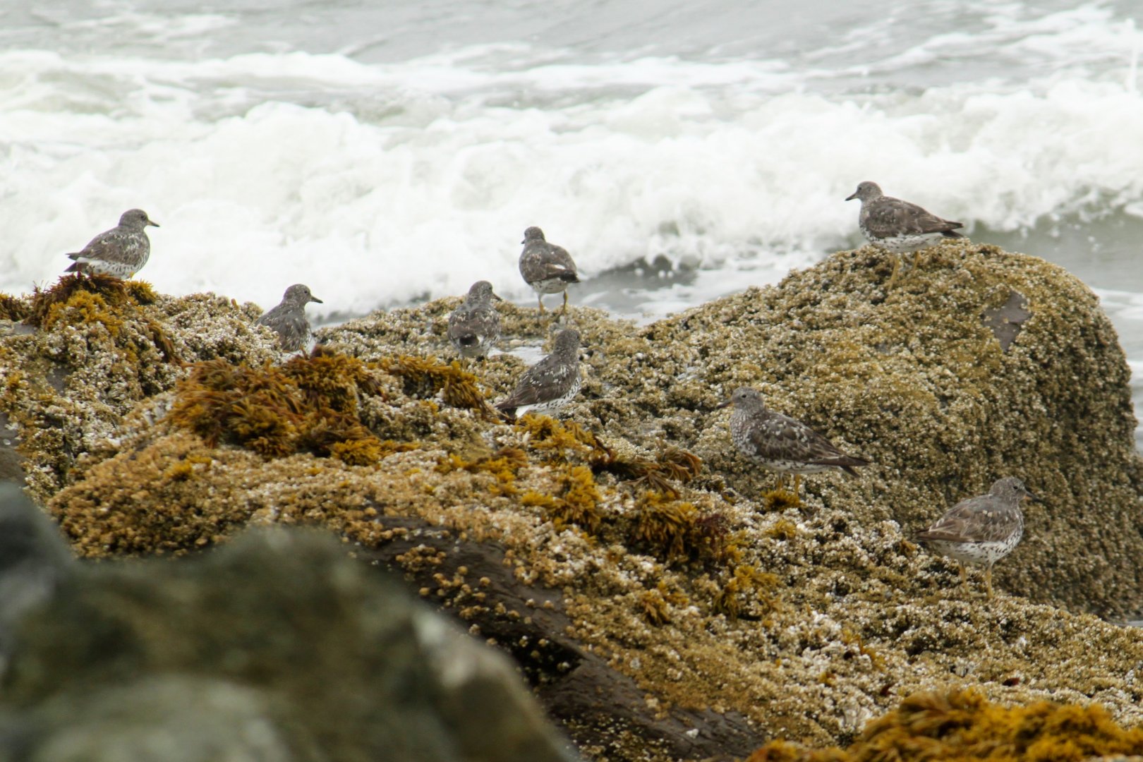 Surfbirds
