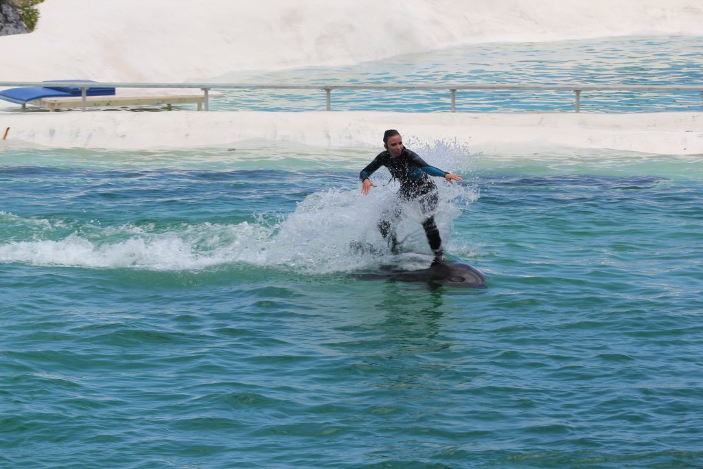 Surfing a Wholphin