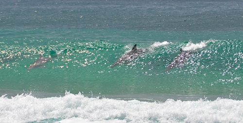 Surfing dolphins
