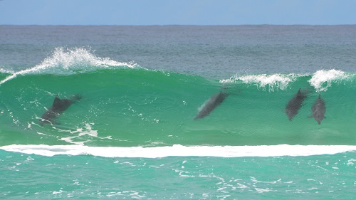 Surfing dolphins