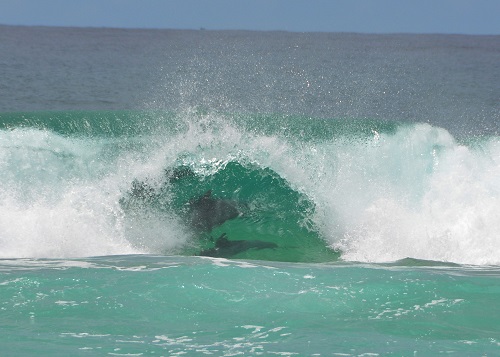 Surfing dolphins