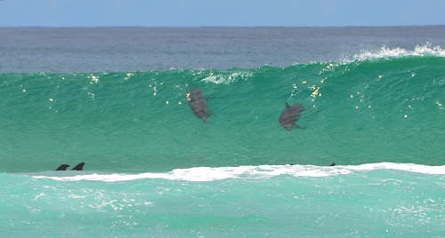 Surfing dolphins