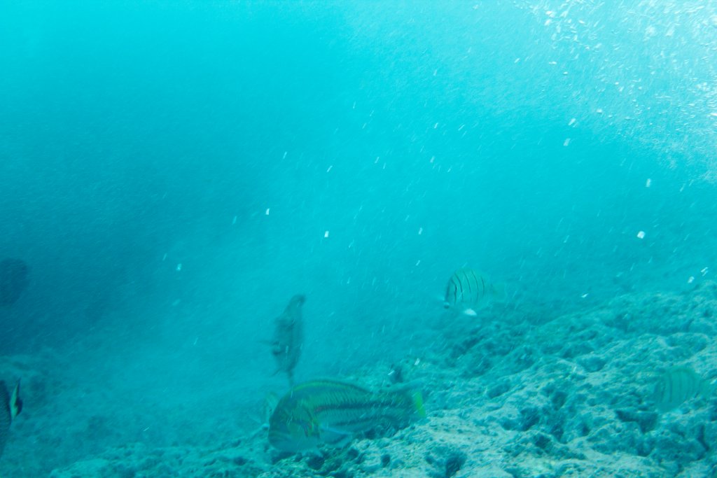 Surge Wrasse at bottom (Thalassoma purpureum)