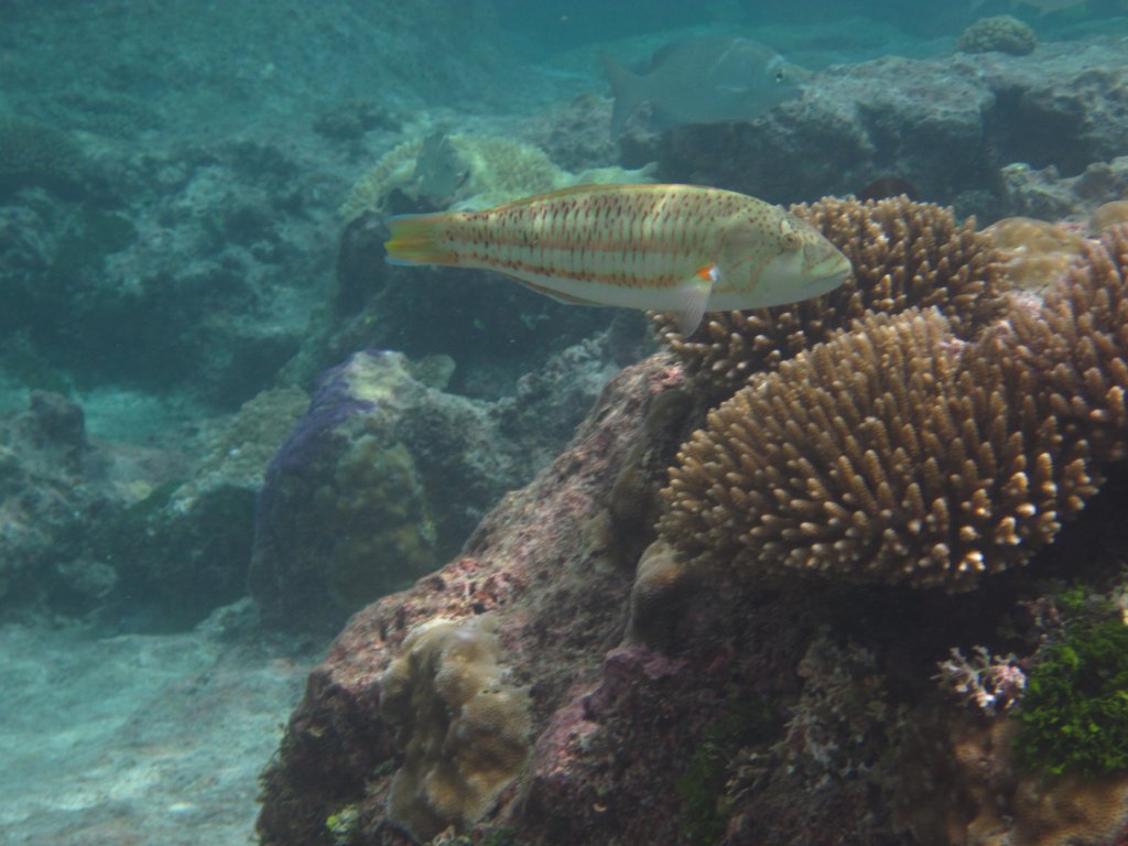 Surge Wrasse, immature phase