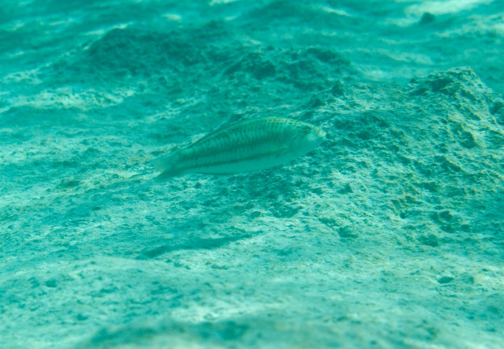Surge Wrasse juvenile (Thalassoma purpureum)