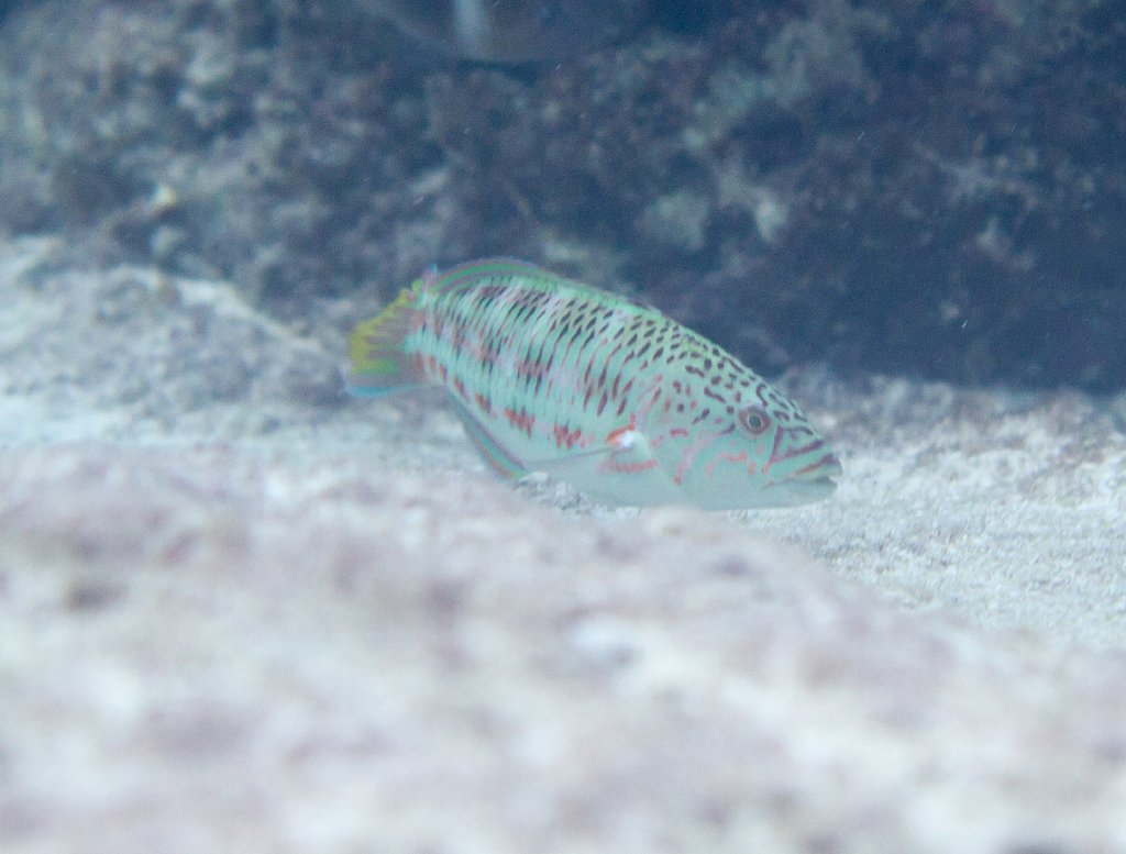 Surge Wrasse, juvenile