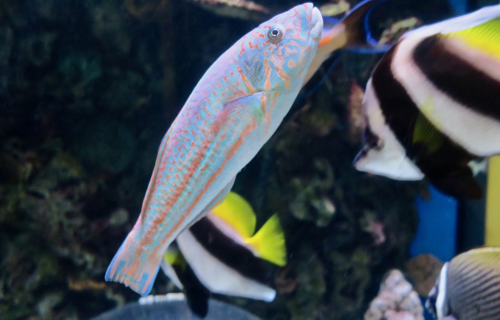 Surge Wrasse (Thalassoma purpureum)