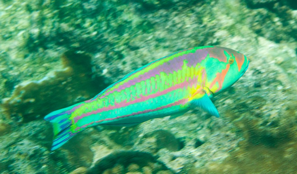 Surge Wrasse
