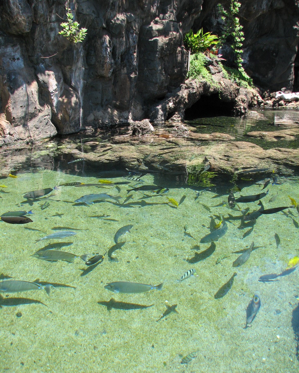 Surge Zone with juvenile fish