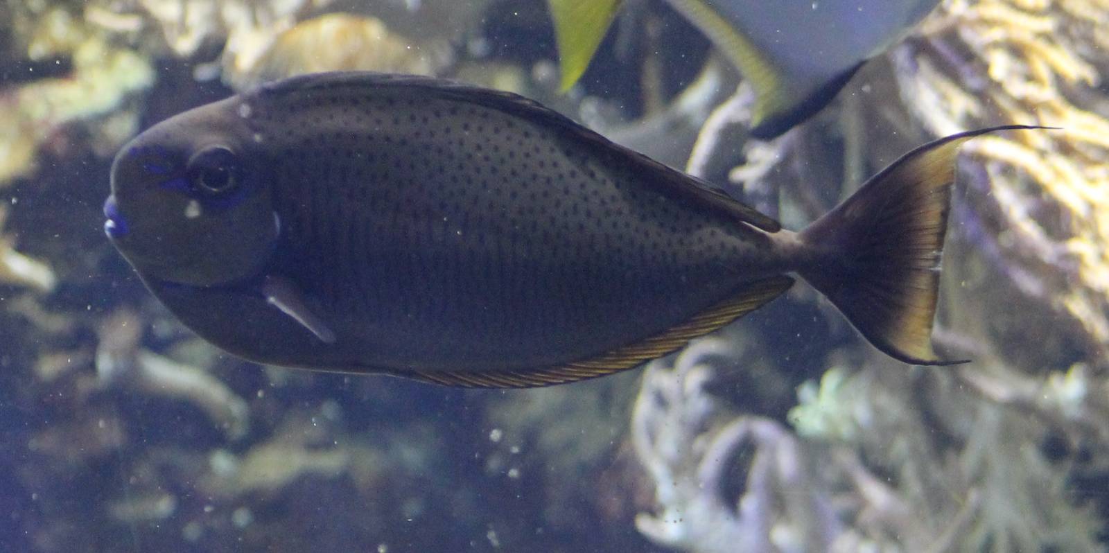 Surgeon fish ID