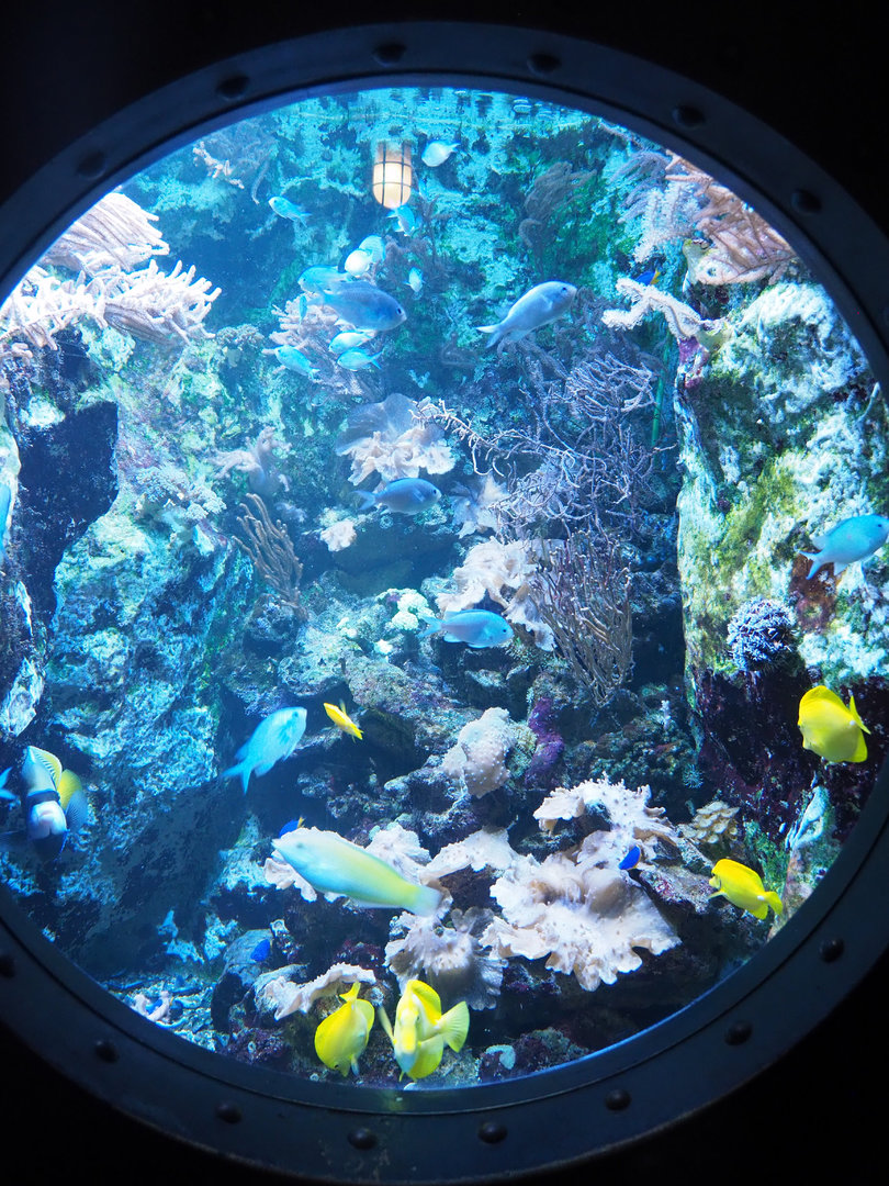 Surgeonfish, Angelfish, Damselfish and  Wrasse tank, 2022-09-14