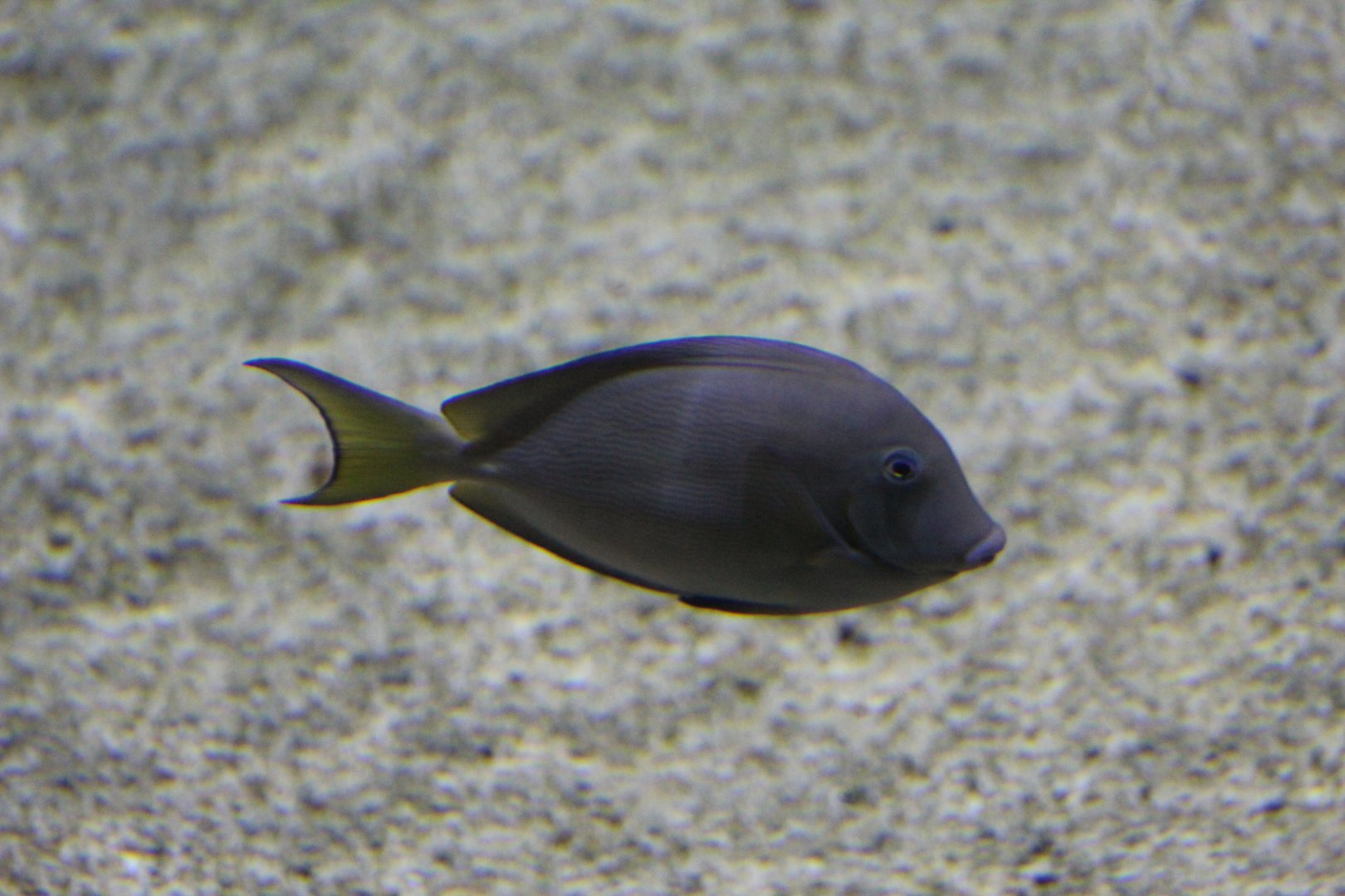 Surgeonfish Ctenochaetus striatus