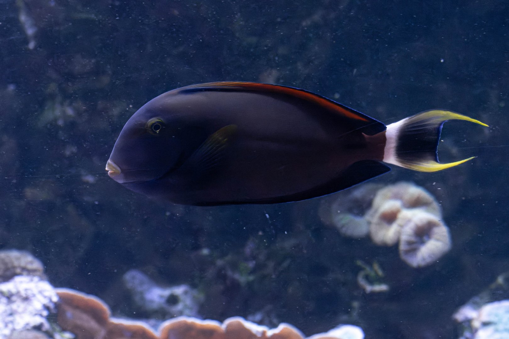 Surgeonfish ID - Aquarium Hagenbeck Hamburg
