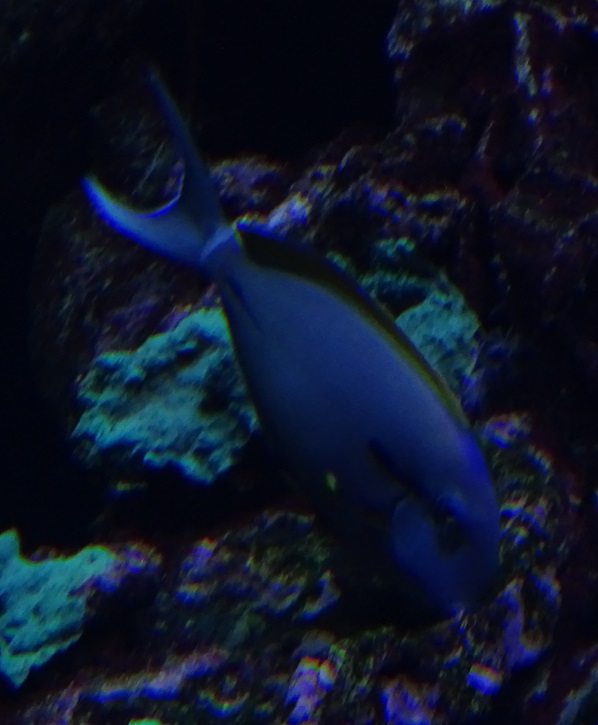 Surgeonfish ID (Haus der Natur Salzburg, april 2024)