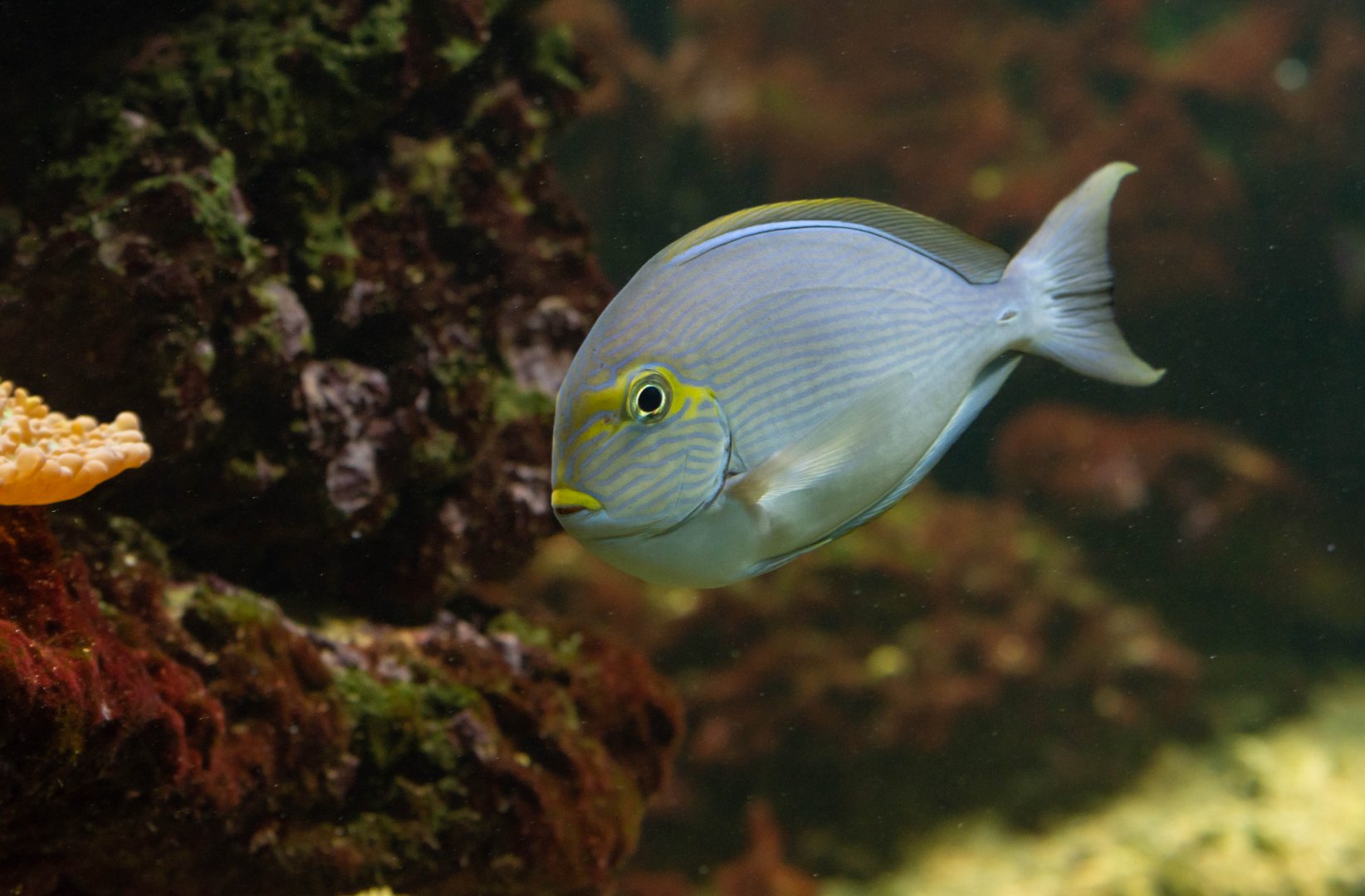 Surgeonfish ID - Zoo Děčín