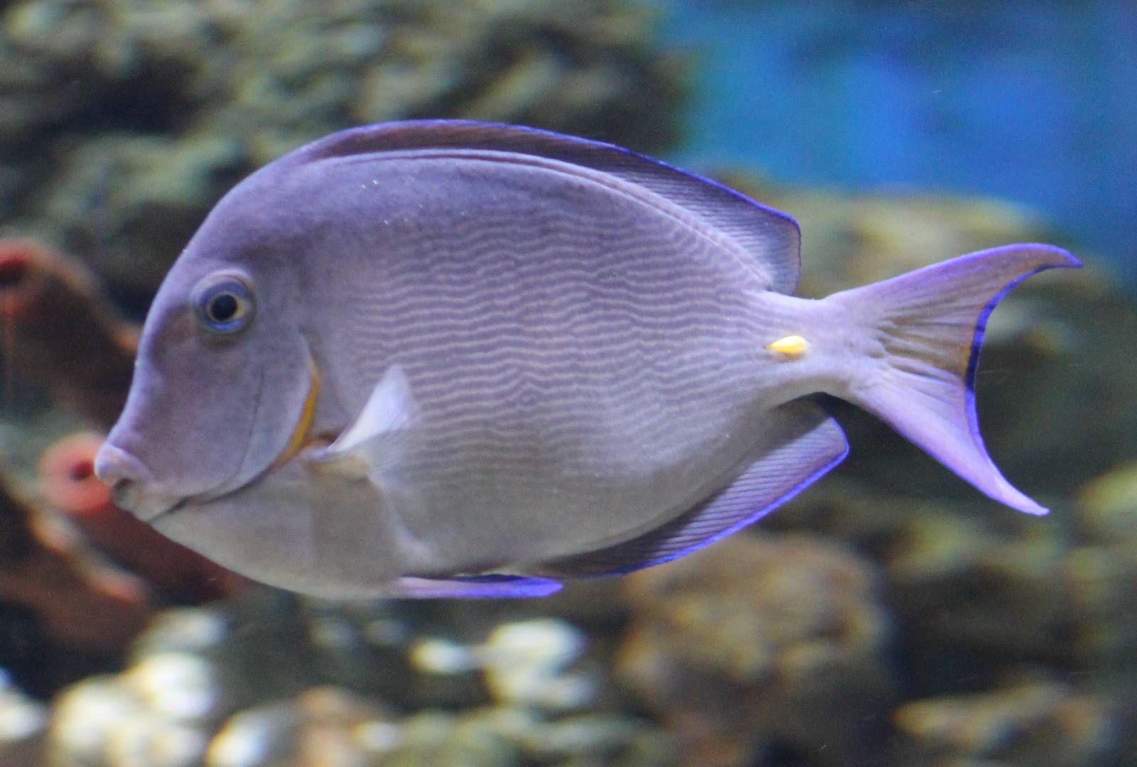 Surgeonfish ID