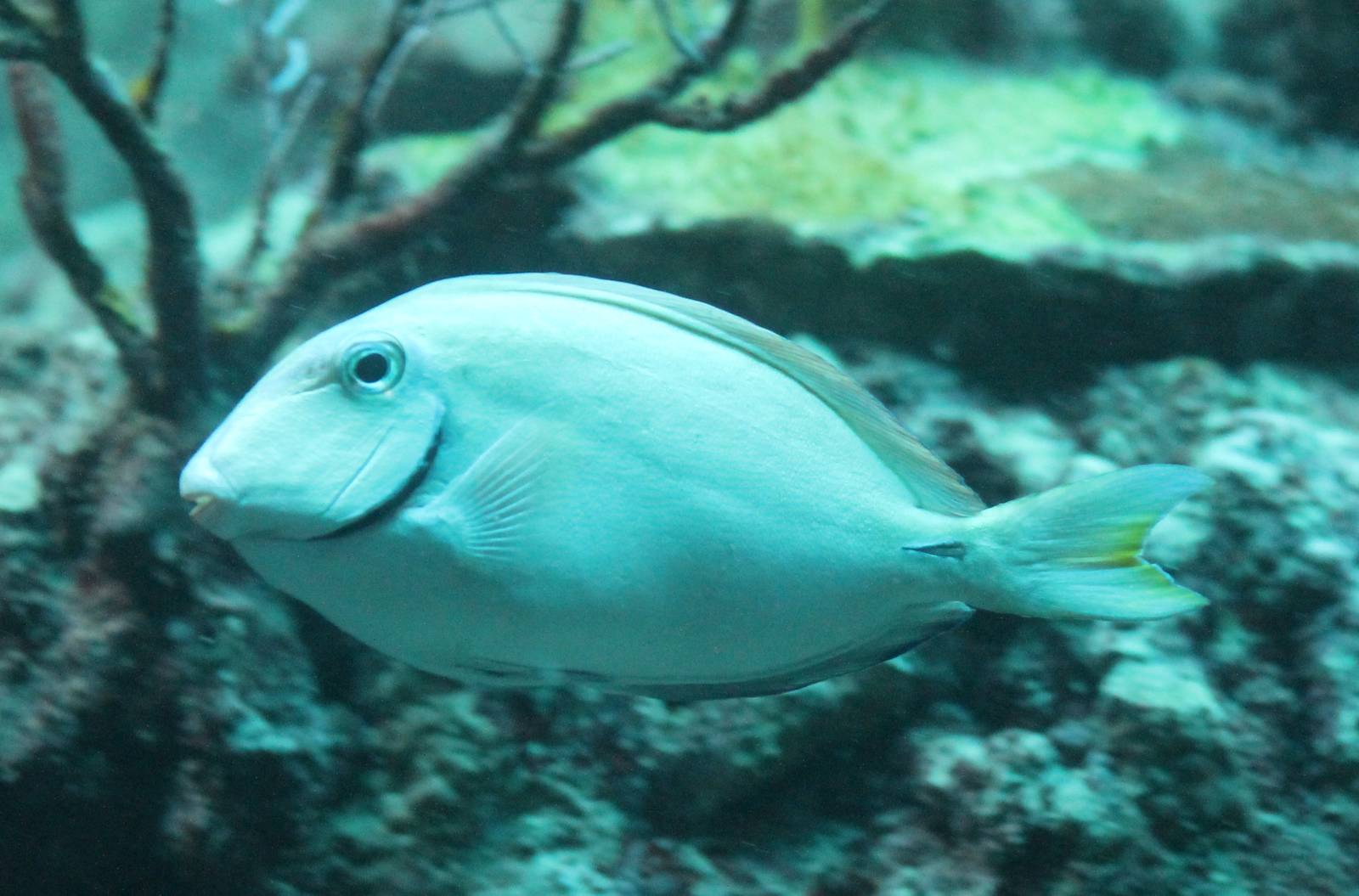 Surgeonfish ID