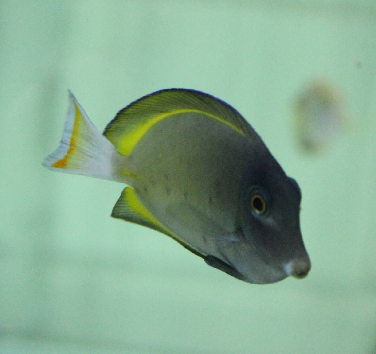 Surgeonfish ID