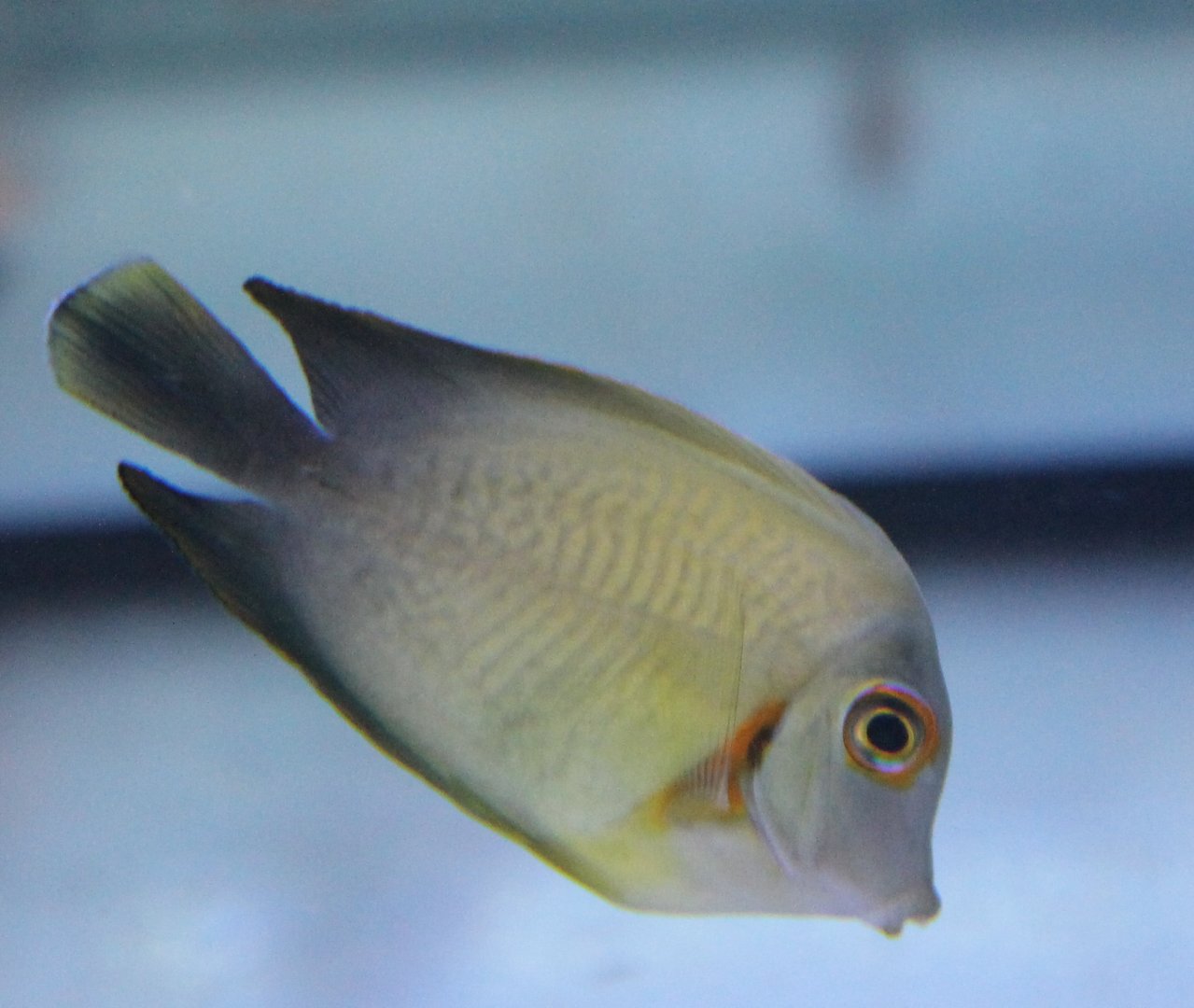 Surgeonfish ID
