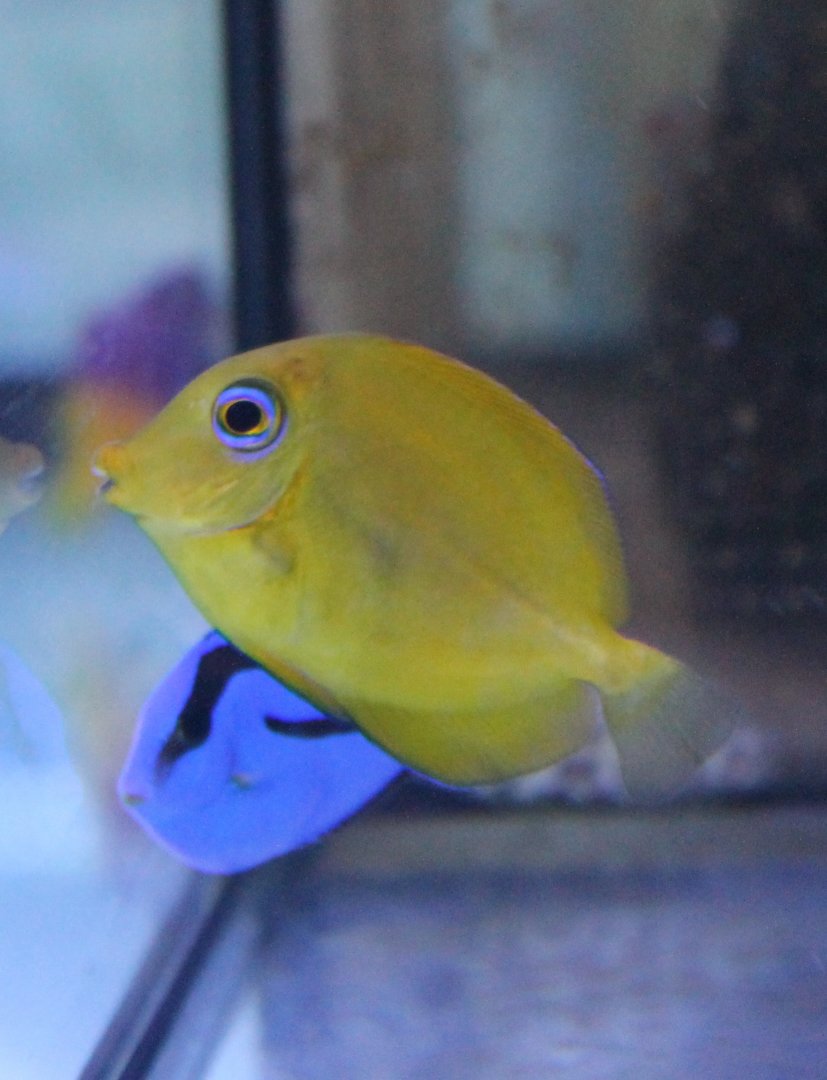 Surgeonfish ID