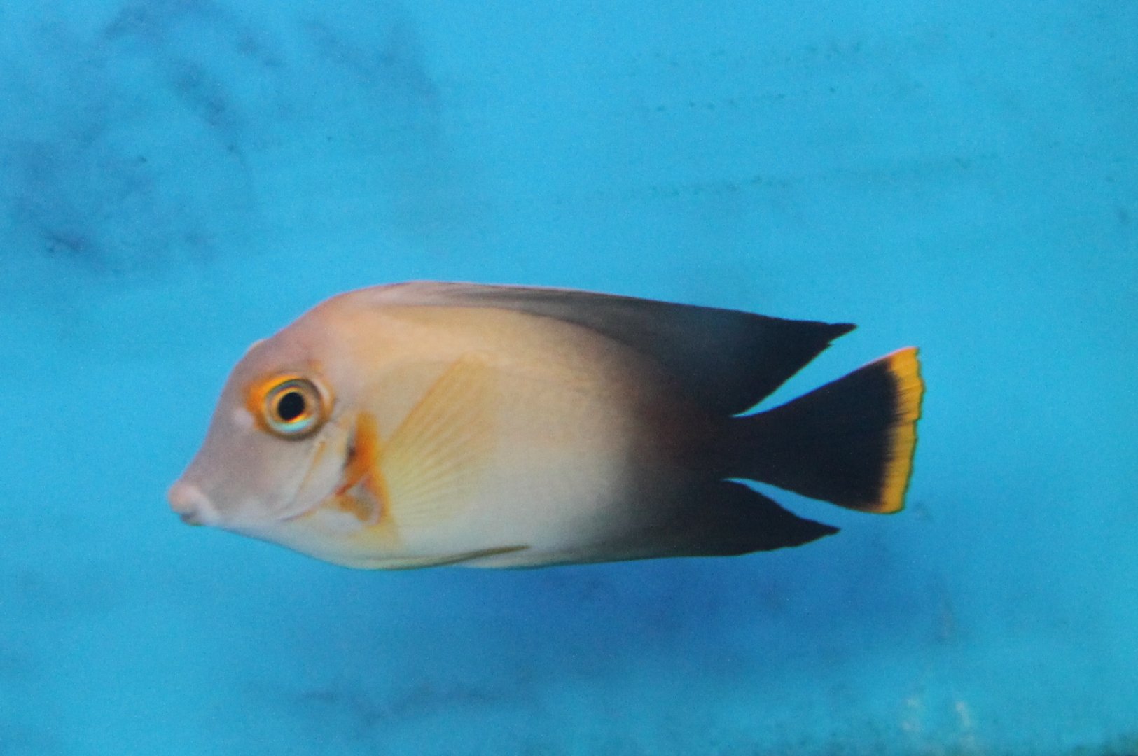 Surgeonfish ID