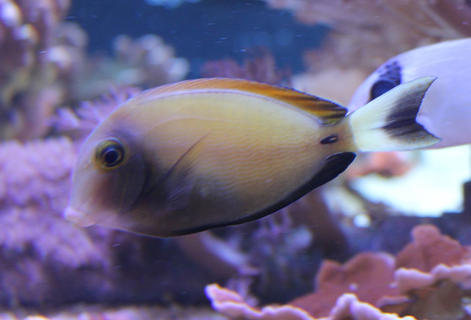 Surgeonfish ID