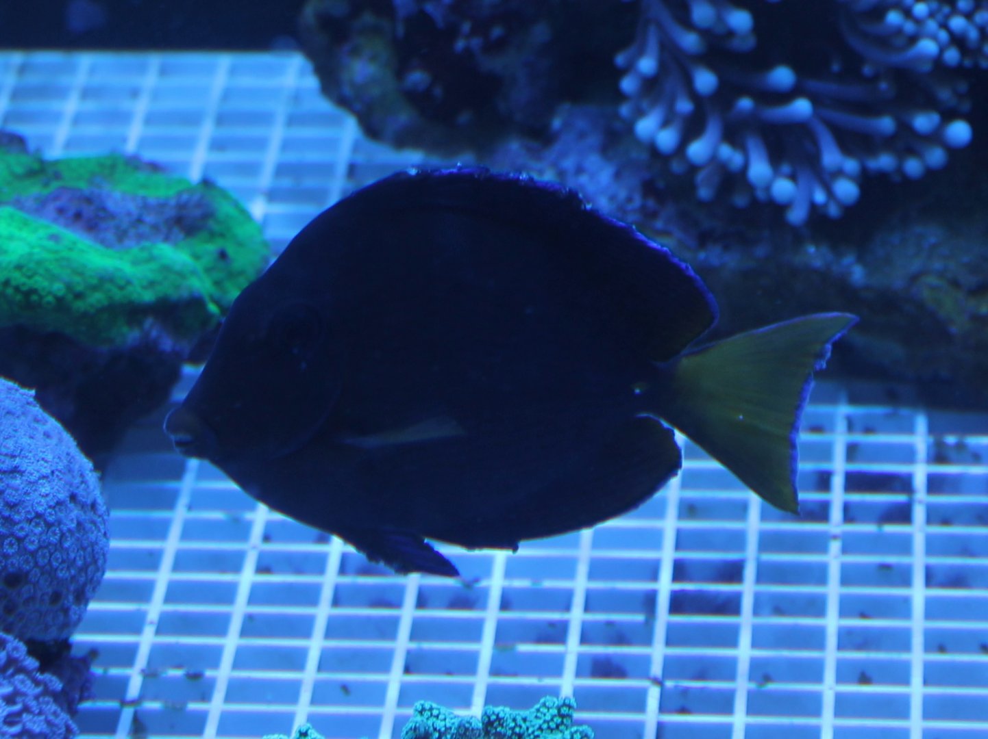 Surgeonfish ID