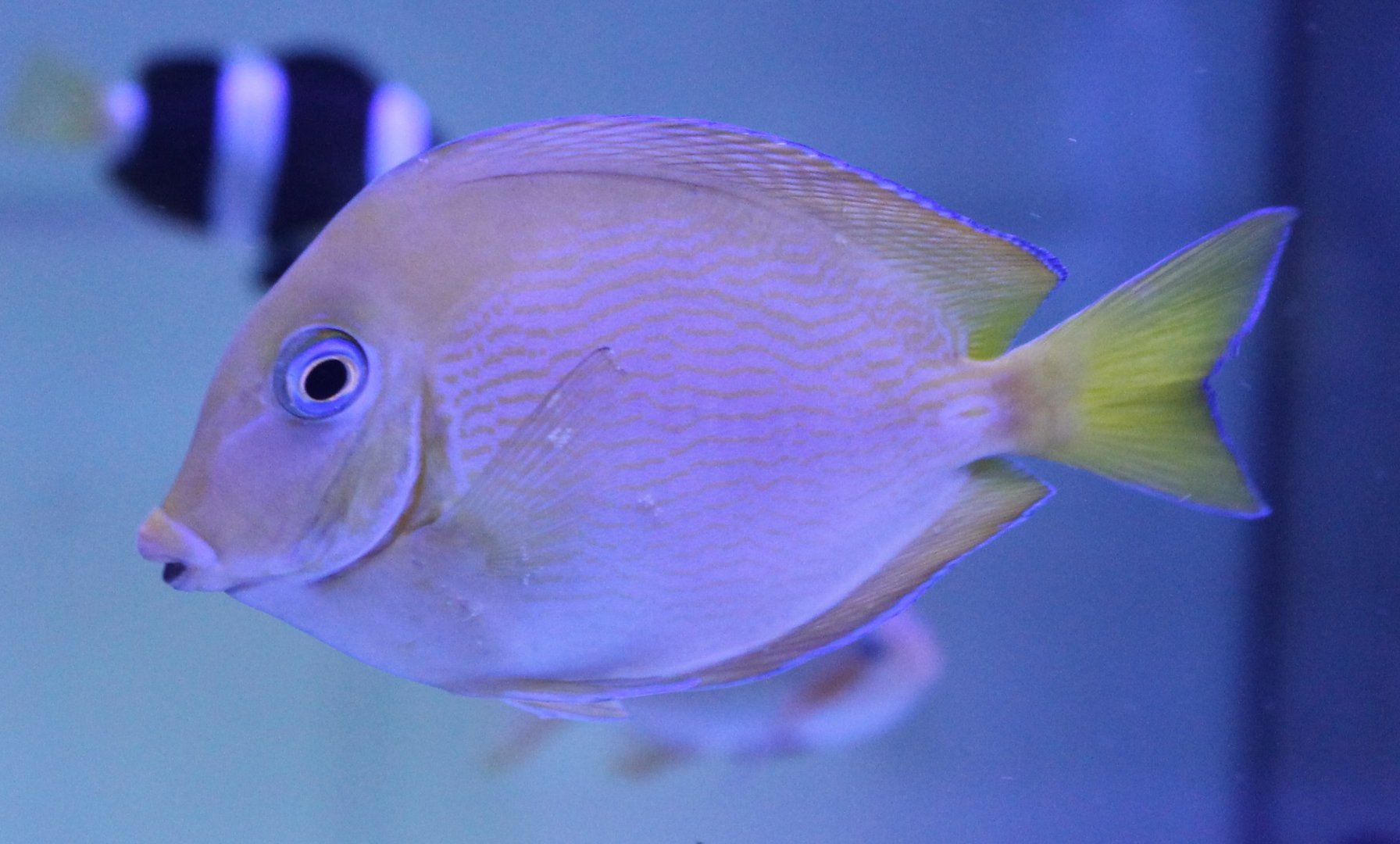 Surgeonfish ID